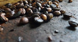 Kopiluak - Caffe